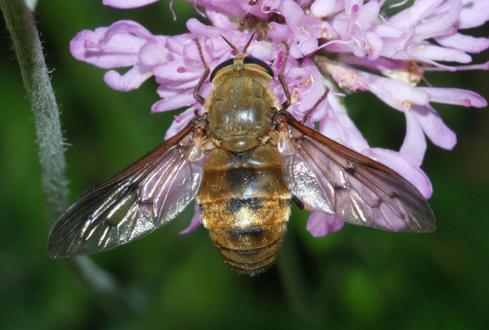 Pangonius sp. (Tabanidae) femmina